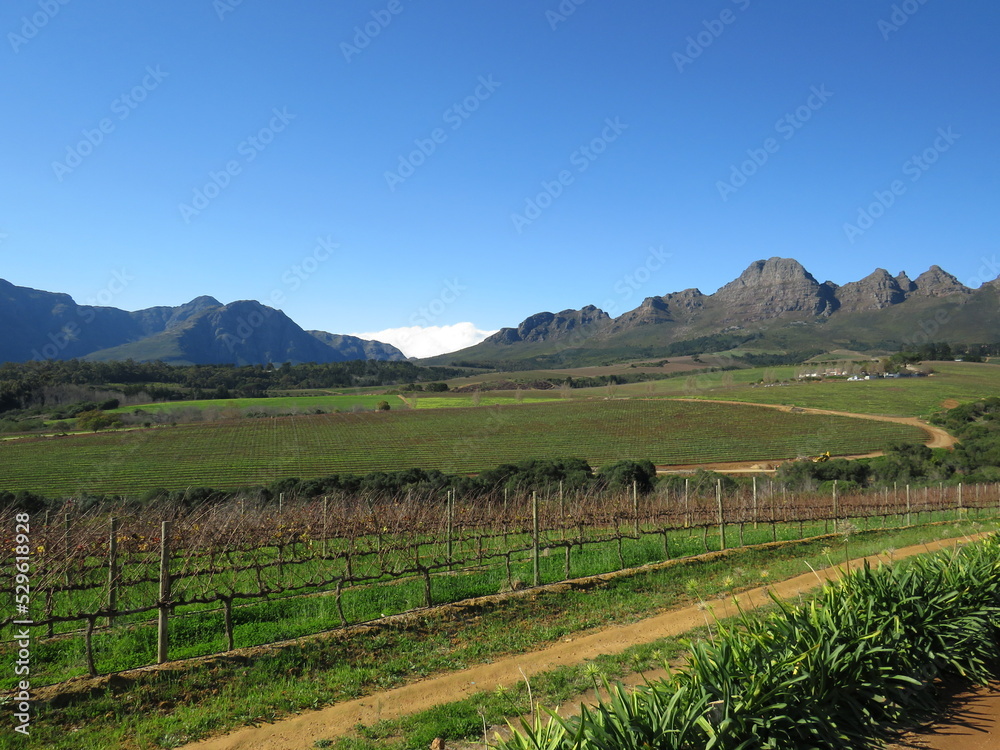 Winery, Stellenbosch, Western Cape, South Africa