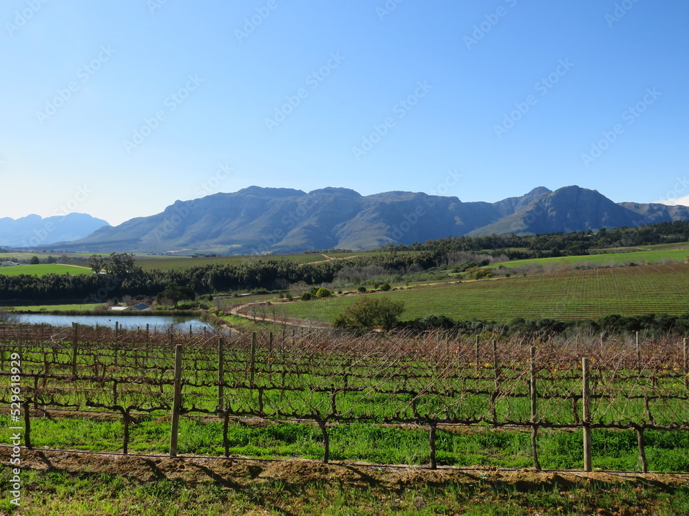 Winery, Stellenbosch, Western Cape, South Africa