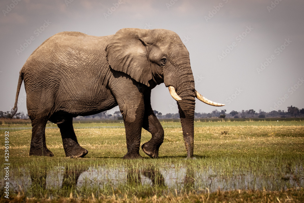 Fototapeta premium African elephant walking in the flood plains of the magical Okavango Delta in Botswana. Seen on a Trans Okavango wilderness boat safari in July 2022.