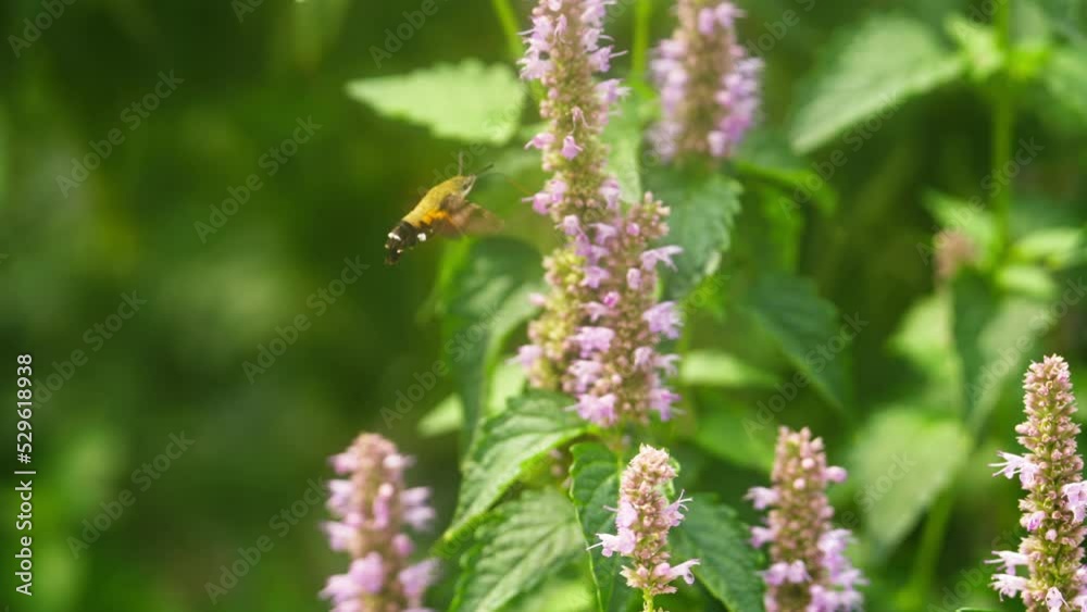 slow motion of Hummingbirds hawks moths gather nectar around flowers feeding on the nectar slow motion of Hummingbirds hawks moths gather nectar around flowers feeding on the nectar