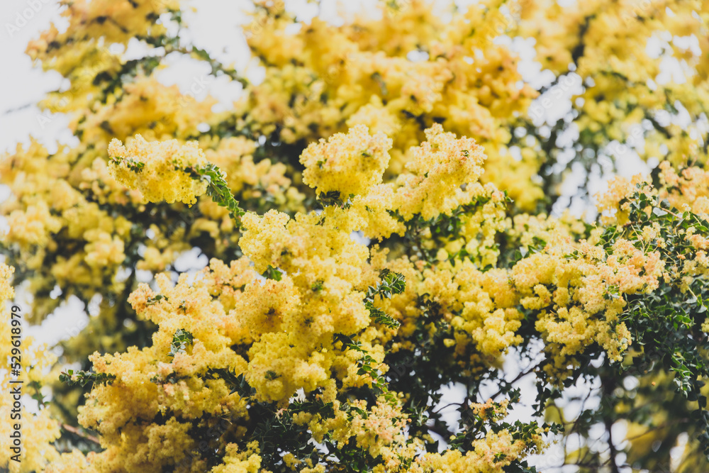 native Australian yellow wattle tree in full bloom outdoor with overcast sky native Australian yellow wattle tree in full bloom outdoor with overcast sky