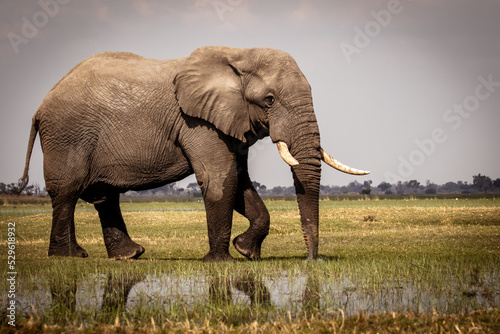 African elephant walking in the flood plains of the magical Okavango Delta in Botswana. Seen on a Trans Okavango wilderness boat safari in July 2022.