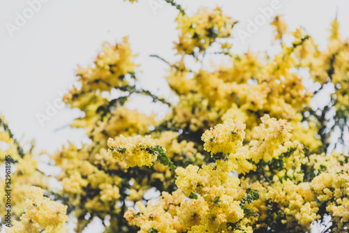 Fotografía native Australian yellow wattle tree in full bloom outdoor with overcast sky