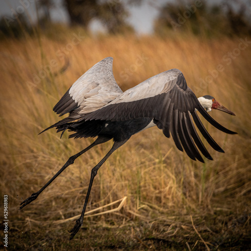 Wattled crane taking off in the magical Okavango Delta in Botswana. Seen on a Trans Okavango wilderness boat safari in July 2022.
