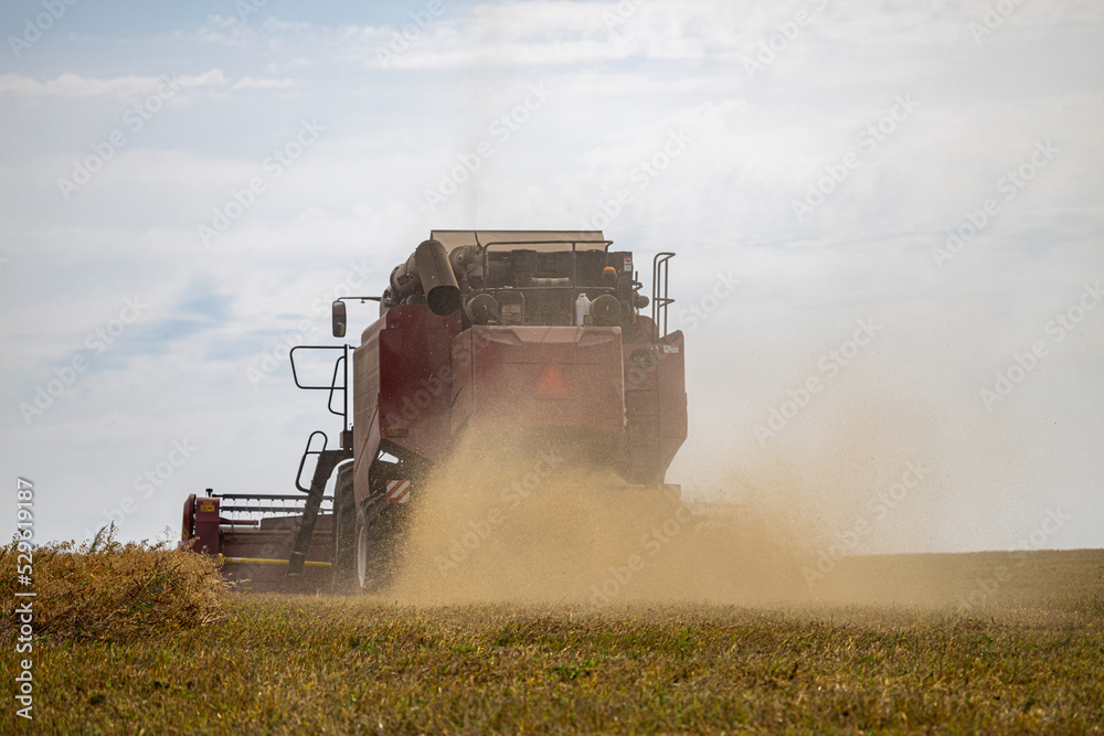 Fototapeta premium harvester rides across the field harvests