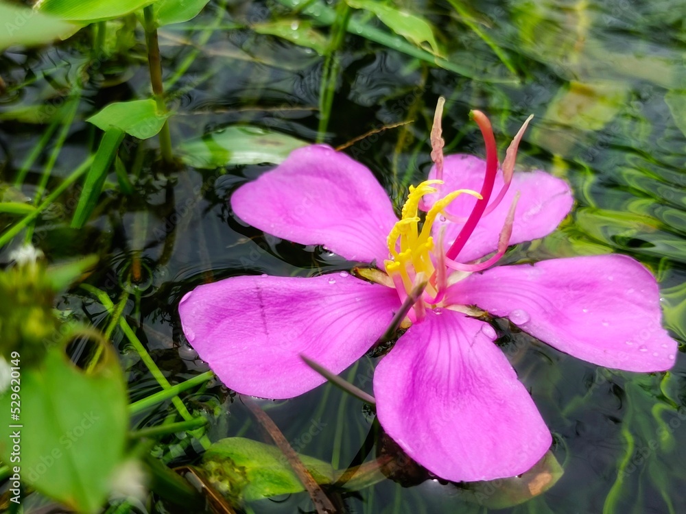 beautiful Melastoma malabathricum flowers with purple or pink flowers can be used for stomach pain medicine
