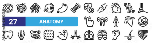 set of 27 outline web anatomy icons such as vision, lymph nodes, nervous system, joint, uterus, hand bones, lungs, trapezius vector thin icons for web design, mobile app.