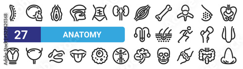 set of 27 outline web anatomy icons such as spine, skull, , bone, skin, bladder, brain, e vector thin icons for web design, mobile app.