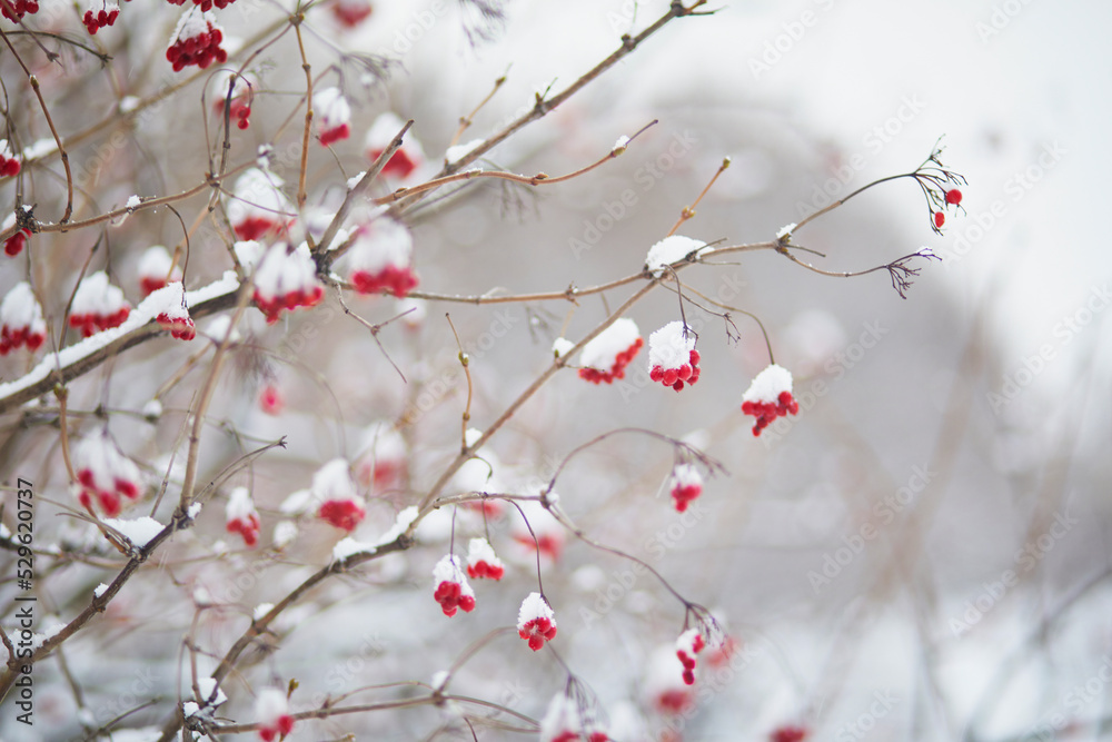 Red ripe ashberries covered with snow on winter day Red ripe ashberries covered with snow on winter day