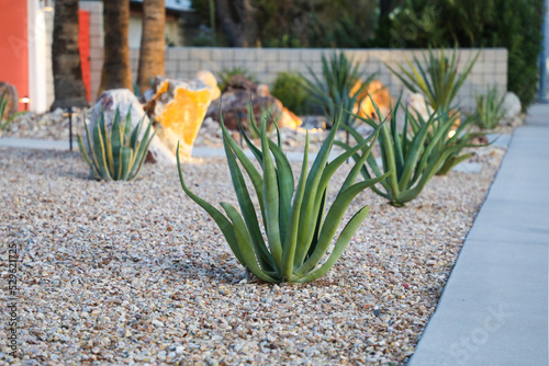 Fototapeta Naklejka Na Ścianę i Meble -  Desert landscaping in Palm Springs California
