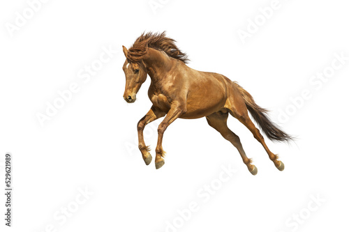 Fotografia Isolated ginger horse in gallop