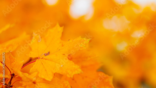 Maple leaves in autumn season. Orange maple leaves on a blurred background