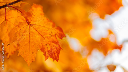 Maple leaves in autumn season. Orange maple leaves on a blurred background
