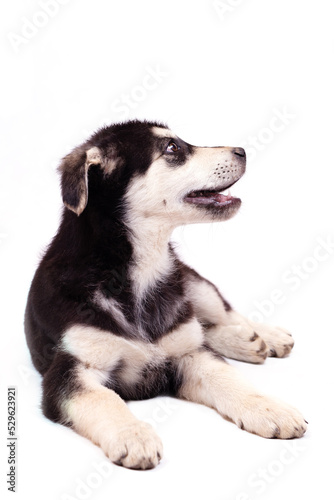 Fototapeta Naklejka Na Ścianę i Meble -  A large half-breed puppy of an Eastern European shepherd poses in the studio. Color black with light tan markings, isolated on a white background