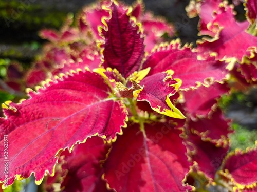 a photo of an ornamental plant called coleus. red and beautiful