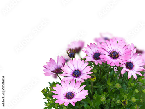 African daisy or osteospermum blue-eyed pink flowers corner bouquet isolated transparent png photo