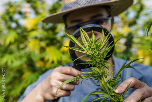 Closeup Cannabis leaves and buds with Marijuana woman researher using magnifying glass checking quality background  photo