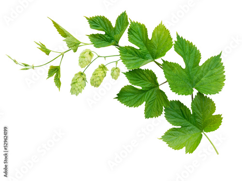 Obraz na płótnie Hop branch with leaves and flowers isolated transparent png