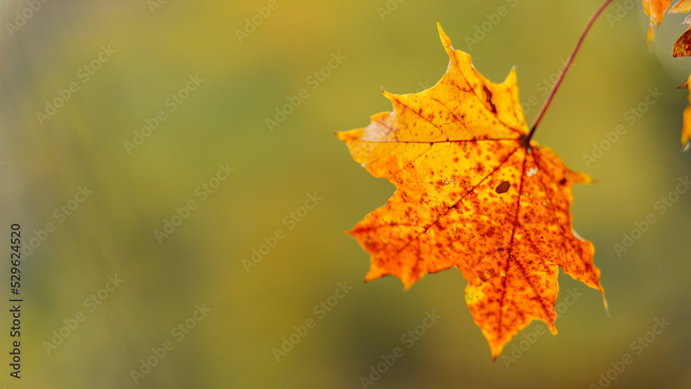 Red orange maple leaves. Autumn background with bright colorful leaves. Copy space Red orange maple leaves. Autumn background with bright colorful leaves. Copy space