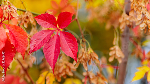 Colorful background of fallen autumn leaves. Bright red leaves of wild grapes. Autumn concept