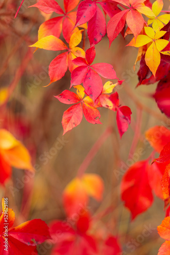 Colorful background of fallen autumn leaves. Bright red leaves of wild grapes. Autumn concept