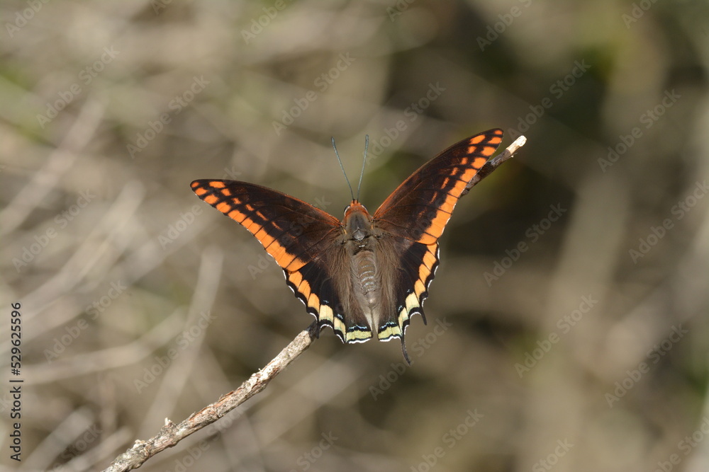 Obraz premium Farfalla del corbezzolo, Charaxes jasius, 