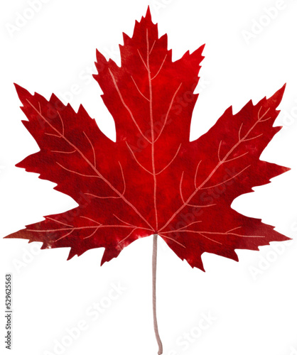 maple leave PNG