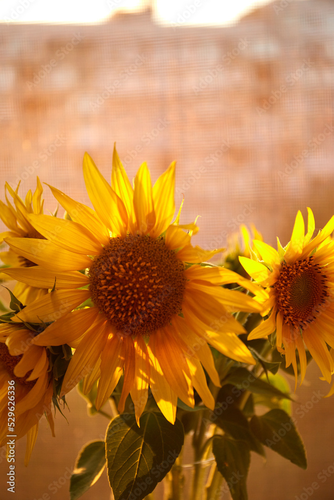 Naklejka premium Bunch of sunflowers in vase on windowsill