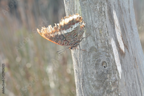 Farfalla del corbezzolo, Charaxes jasius,  photo