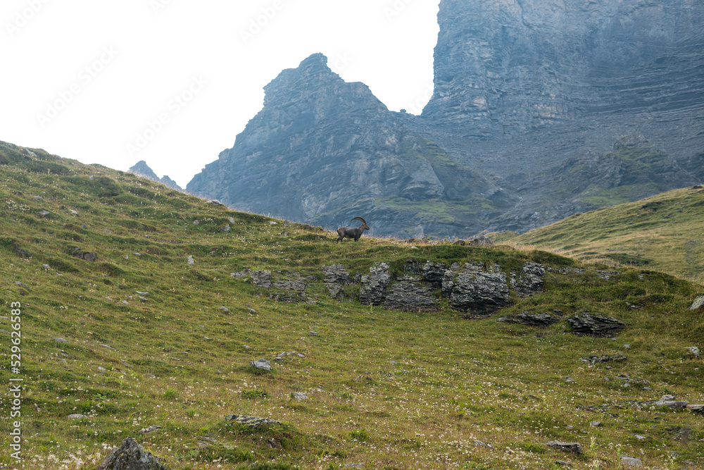 Fototapeta premium Alpine ibex in the switzerland alps. European wildlife.