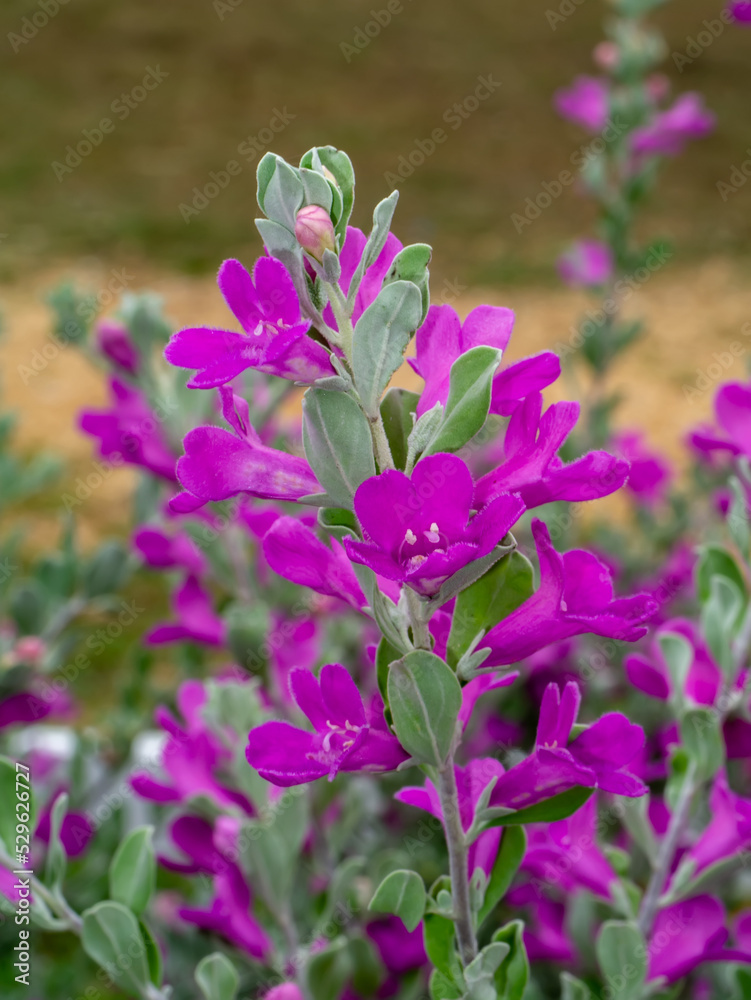 Close up Ash Plant, Barometer Brush, Purple Sage, Texas Ranger flower with leaves. Close up Ash Plant, Barometer Brush, Purple Sage, Texas Ranger flower with leaves.