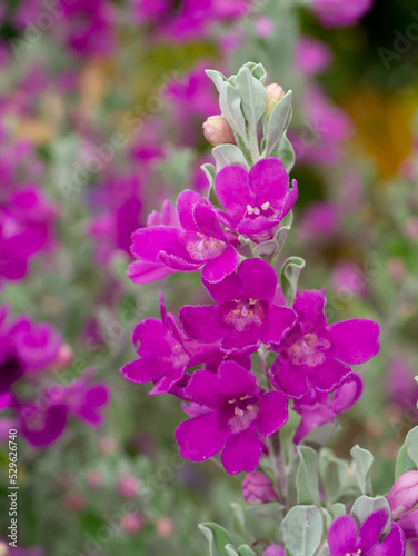 Close up Ash Plant, Barometer Brush, Purple Sage, Texas Ranger flower with leaves. photo