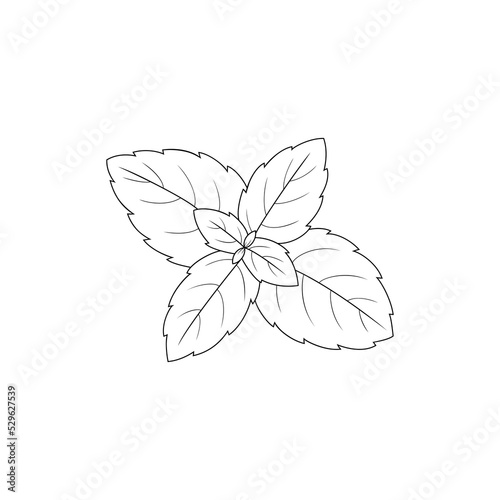 Basil  herbs. Hand drawn vector illustration. 