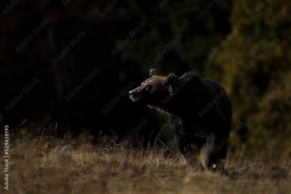 A brown bear male is looking for food at the edge of a mountain forest in autumn season before sunset.Photographed in low and natural light. A brown bear male is looking for food at the edge of a mountain forest in autumn season before sunset.Photographed in low and natural light.