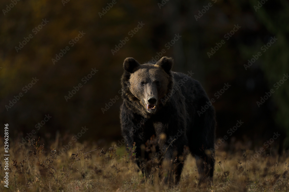 A brown bear male is looking for food at the edge of a mountain forest before sunset. Photographed in low and natural light. A brown bear male is looking for food at the edge of a mountain forest before sunset. Photographed in low and natural light.