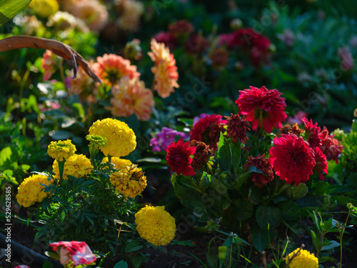 beautiful flowers in the garden