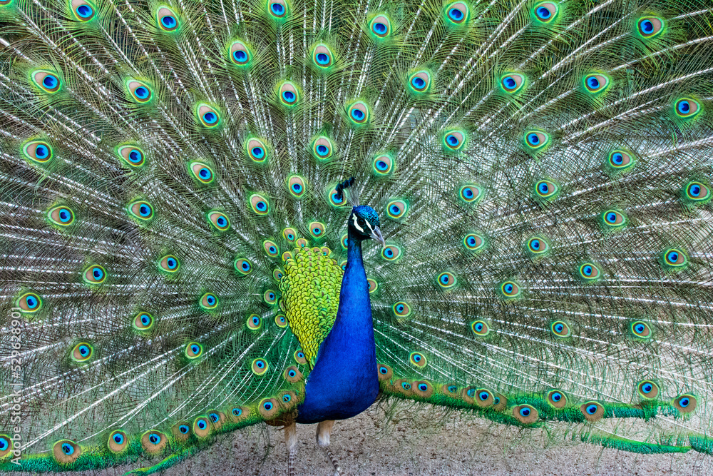 Obraz premium Peacock bird in spanish park