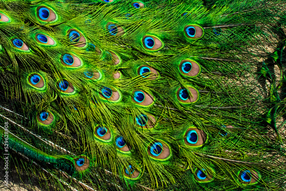 Fototapeta premium Peacock bird in spanish park