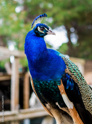 Peacock bird in spanish park