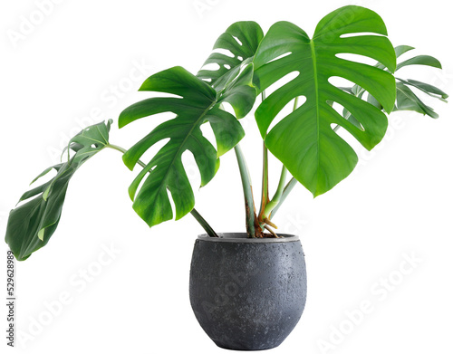 Canvas Print large leaf house plant Monstera deliciosa in a gray pot on a white background