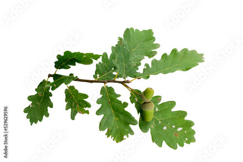 isolierter Eichenzweig mit Blättern und Eicheln von der Stieleiche (Quercus robur)