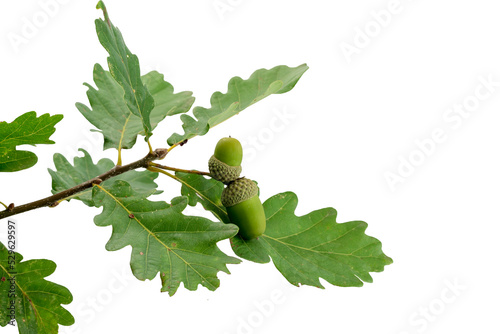 Canvastavla isolierter Eichenzweig mit Blättern und Eicheln von der Stieleiche (Quercus robu