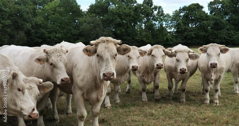 Charolais cattle. The Charolais is the second-most numerous cattle breed in France. Charolais cattle. The Charolais is the second-most numerous cattle breed in France.