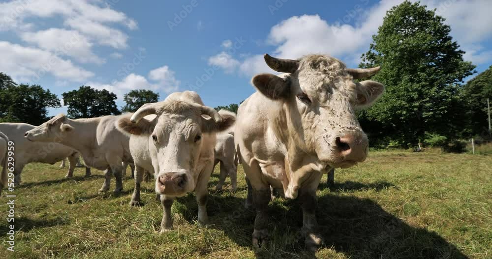 Bull Charolais cattle. The Charolais is the second-most numerous cattle breed in France. Bull Charolais cattle. The Charolais is the second-most numerous cattle breed in France.