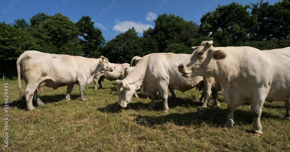 Charolais cattle. The Charolais is the second-most numerous cattle breed in France. Charolais cattle. The Charolais is the second-most numerous cattle breed in France.