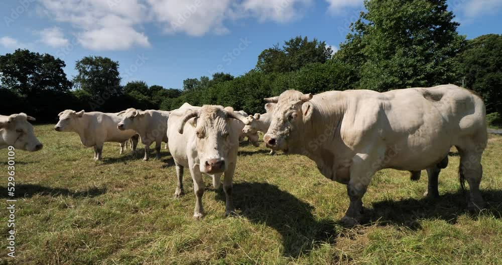 Bull Charolais cattle. The Charolais is the second-most numerous cattle breed in France. Bull Charolais cattle. The Charolais is the second-most numerous cattle breed in France.