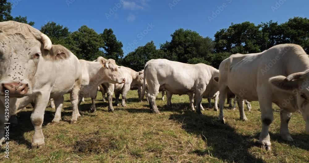 Charolais cattle. The Charolais is the second-most numerous cattle breed in France. Charolais cattle. The Charolais is the second-most numerous cattle breed in France.