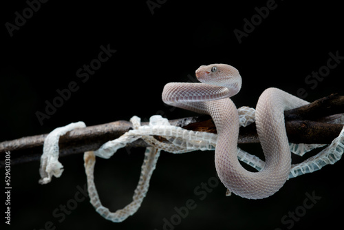 Pink grey mangrove pit viper Trimeresurus purpureomaculatus after shedding skin with black background
