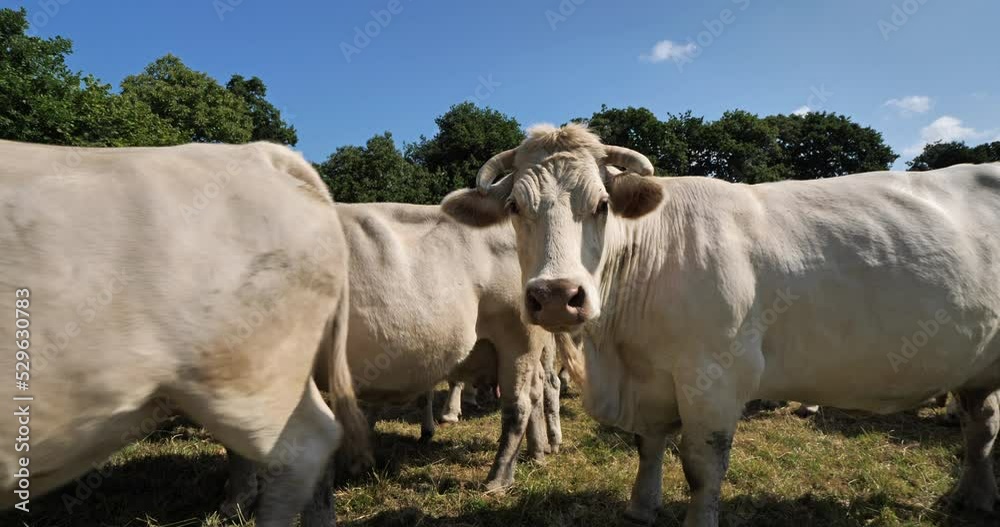 Charolais cattle. The Charolais is the second-most numerous cattle breed in France. Charolais cattle. The Charolais is the second-most numerous cattle breed in France.