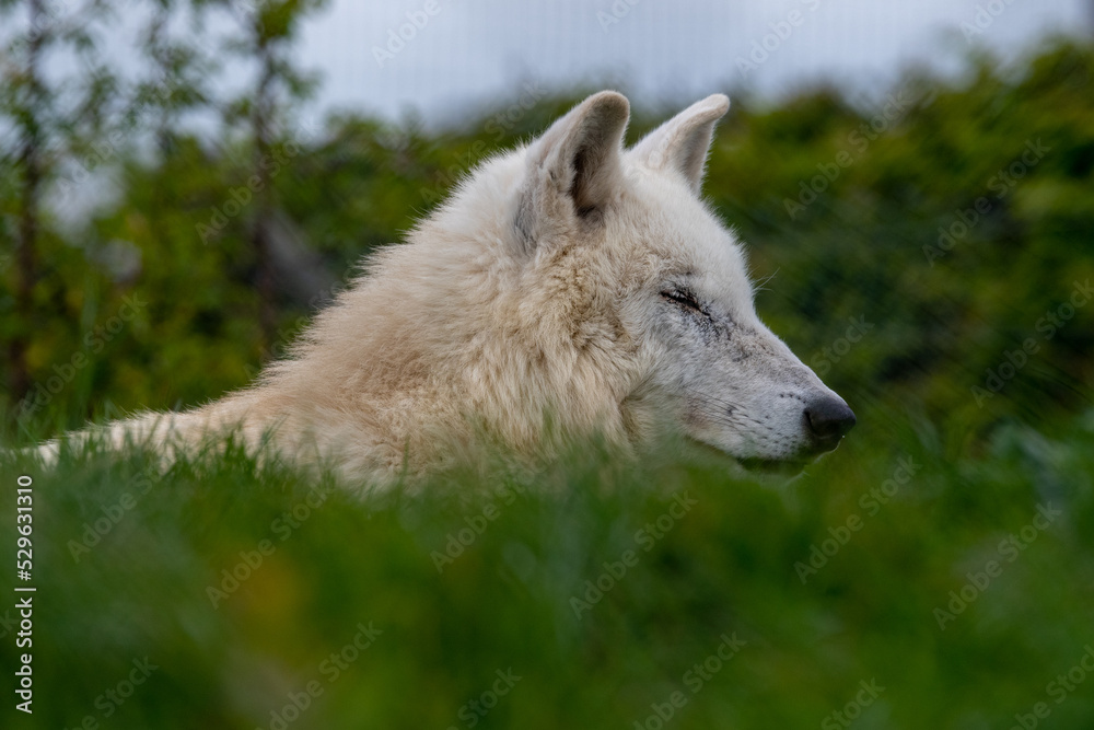 Hudson Bay wolf (subspecies of grey wolf) in captivity at Woodside Wildlife Park in Lincolnshire, UK